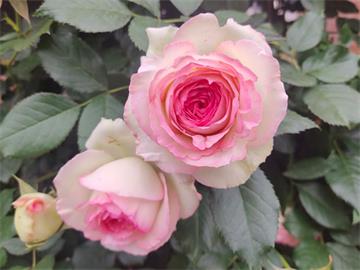 鲜切花怎么醒花，玫瑰花养护4步法