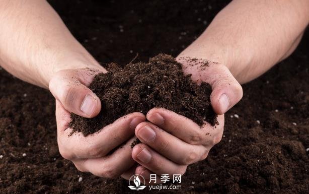 上海龙凤419教你搞懂有机肥与化肥究竟有什么不同(图1)