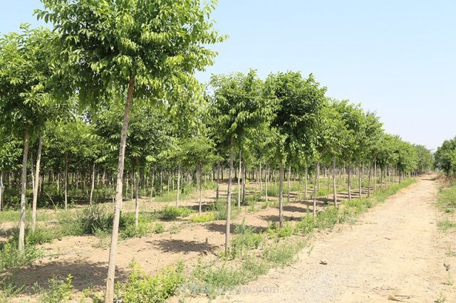 丝棉木，盛夏时节移栽成活率高的苗木(图1)