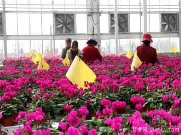 扬州高邮：每天发货30万株，花工厂绽放乡村振兴致富花