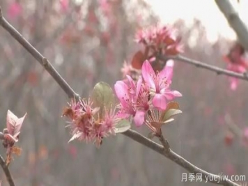 菏泽成武：千亩海棠反季节开花，逆袭深秋成一景