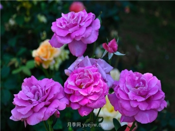 南昌滨江月季园，带你去看天下风流的江西月季花