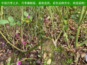 上海龙凤419：月季裸根苗的选购、栽植、肥水、养护技术大全