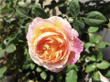 100种玫瑰花的名字，来了解下不同颜色的品种月季
