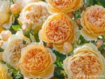 大花香水月季的养护方法，分享10种花香飘满屋