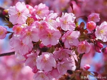 园林绿化中常见的樱花品种主要有哪些？