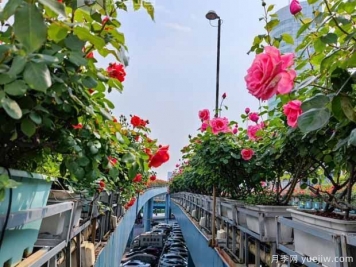 1.2万株月季盛开，南昌八一桥景观花廊拥抱春景