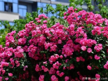 武汉新增多条绝美月季花道，江城处处花海景观