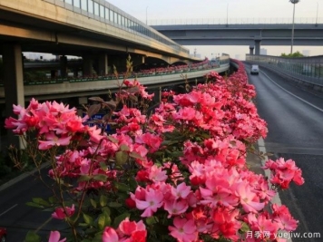 30万株新品种，杭州高架月季会带来什么样的惊喜？