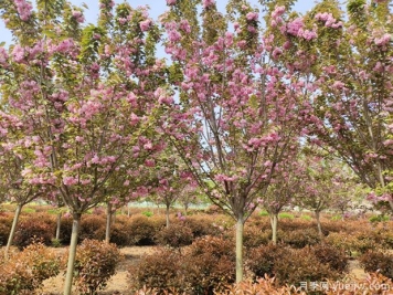 樱花树几年可以开花？日本晚樱开花的观赏价值