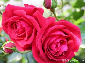 大家都知道玫瑰花可以食用，那么月季花可不可以食用呢？