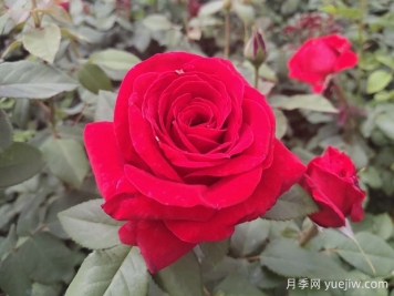 原产中国的玫瑰花(月季花)，是如何成为美国国花的？