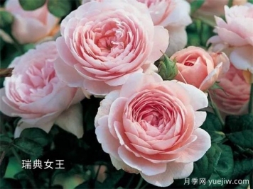 100种月季玫瑰品种图鉴大全，你认识有没有超过10个？