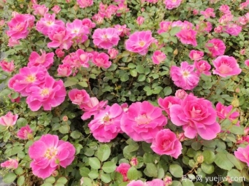 仙境盆栽月季杯苗粉色丰花，绿化工程批发