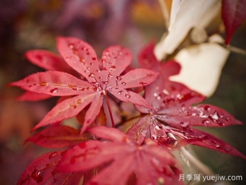日本红枫、美国红枫、中国红枫到底有何不同？