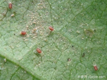 月季常见病虫害之红蜘蛛的习性和防治措施