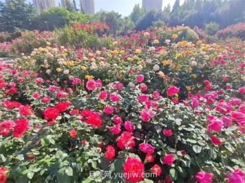 郑州月季公园40万株月季竞相绽放，感受花漾生活