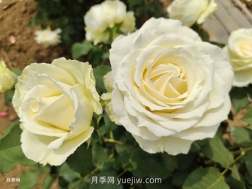 十一朵白玫瑰的花语和寓意