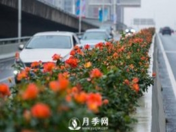 月季花期可调控，看武汉10月中旬月季花艳丽开放