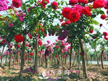 新品“月季树”为北京市花添色彩，居然引种自南阳内乡