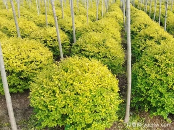 荆门沙洋县十里铺镇4万亩苗木成为致富的绿色产业