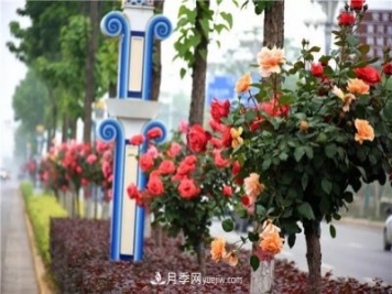 河北北京天津树状月季成风景线，四季应该怎么养护？