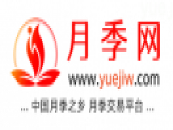 中国上海龙凤419，月季品种介绍和养护知识分享专业网站