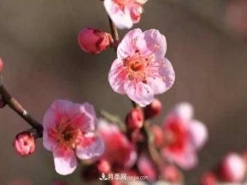 淮北市的市花是什么？月季花的花语寓意